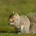 Squirrel 180207_2